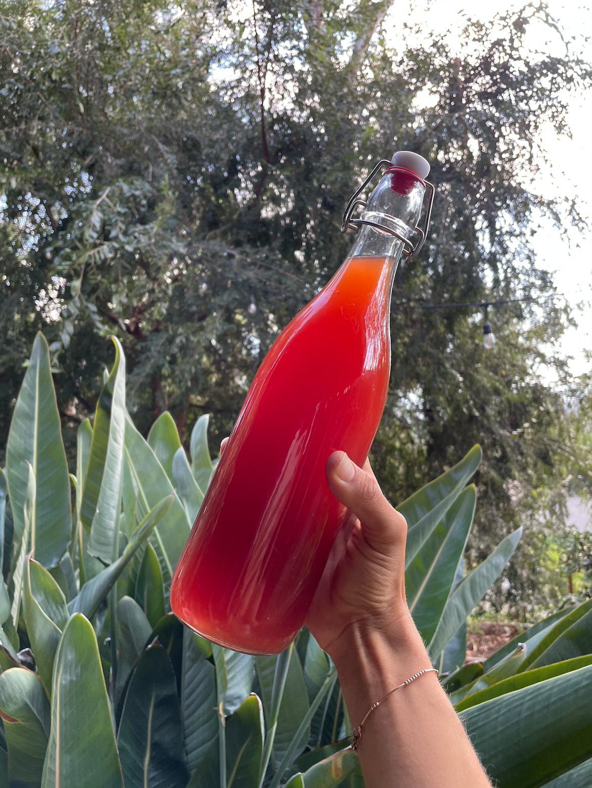 Hand holding a glass swing-top bottle of bright red herbal vinegar against leafy backyard plants