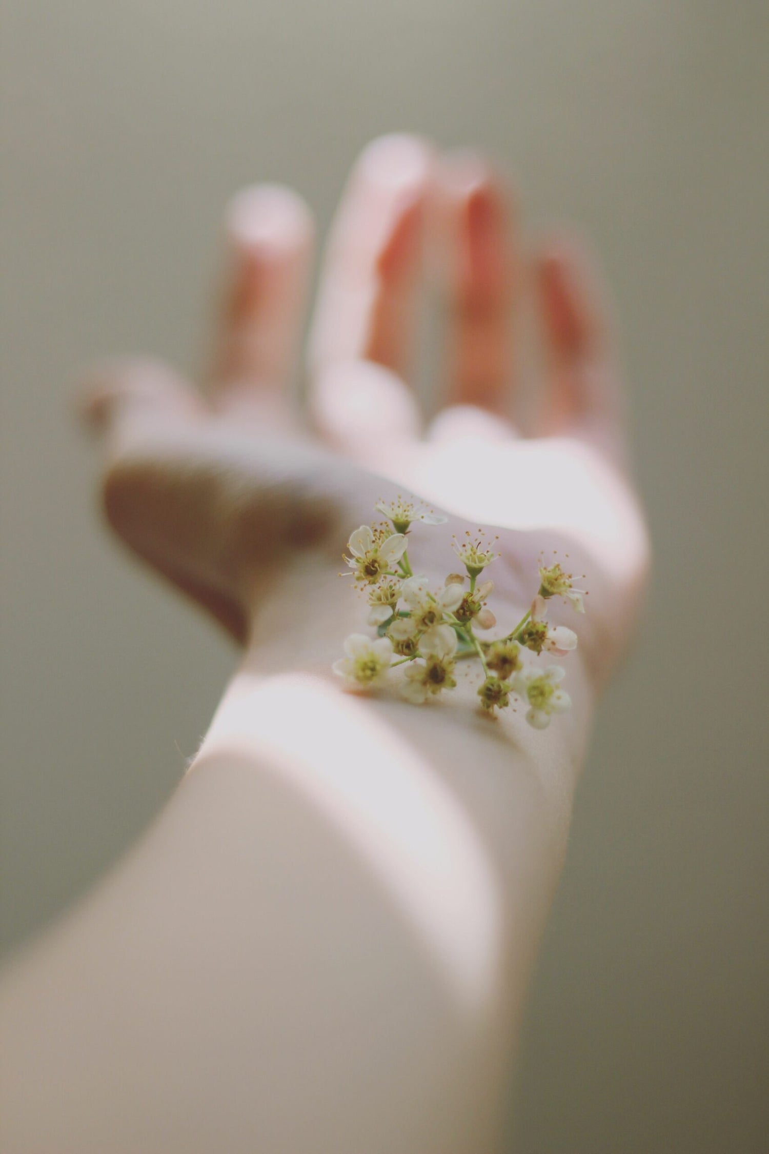 Outstretched hand with small white blossom cluster resting on the wrist in soft natural light