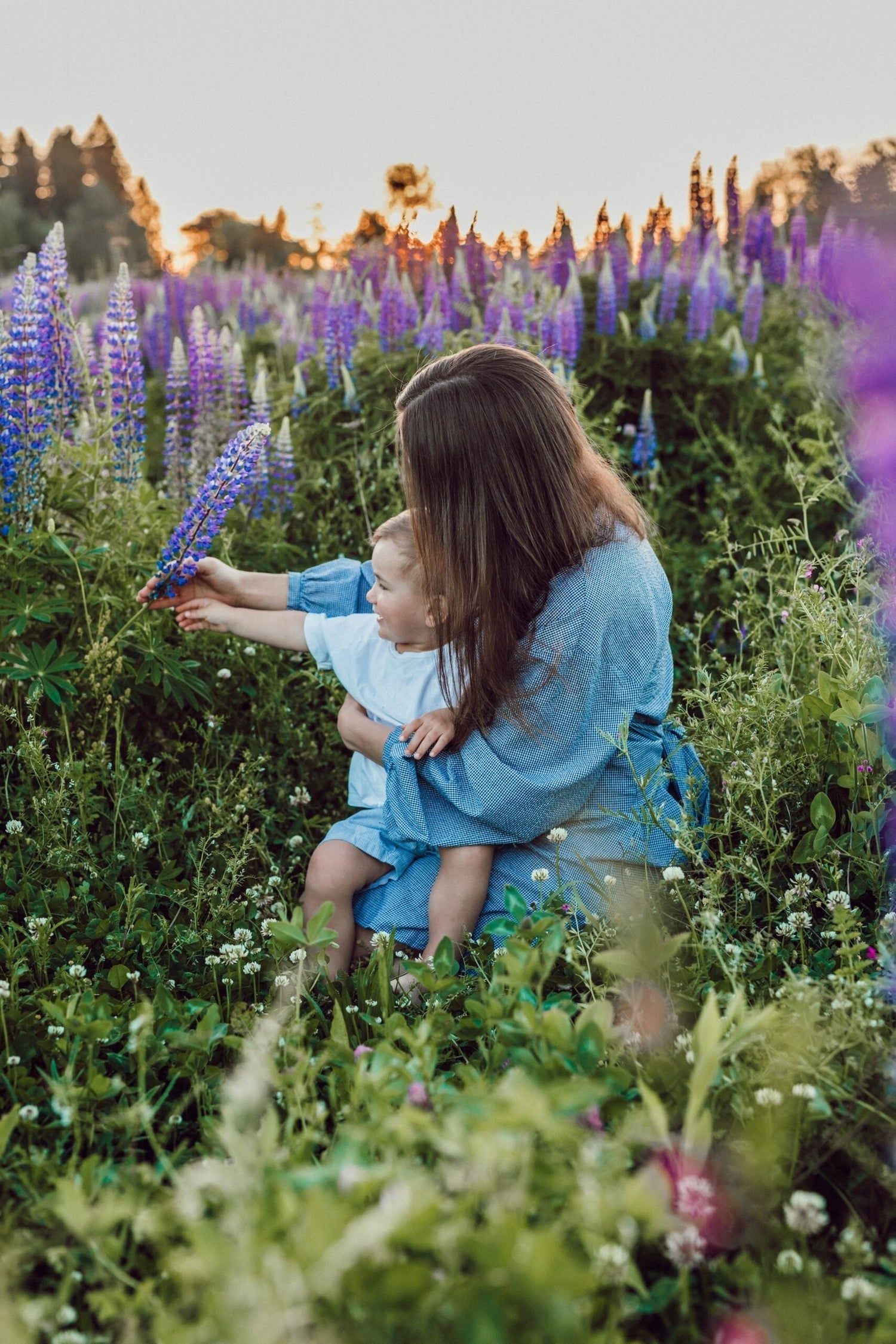 Woman in a blue dress holding a toddler in a white shirt and showing purple lupine flowers in a sunlit wildflower meadow at sunset