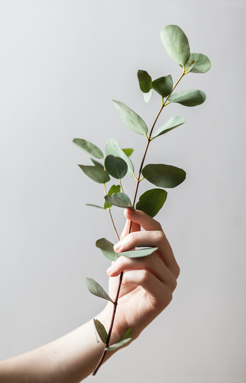 Hand holding a eucalyptus branch against a soft gray background
