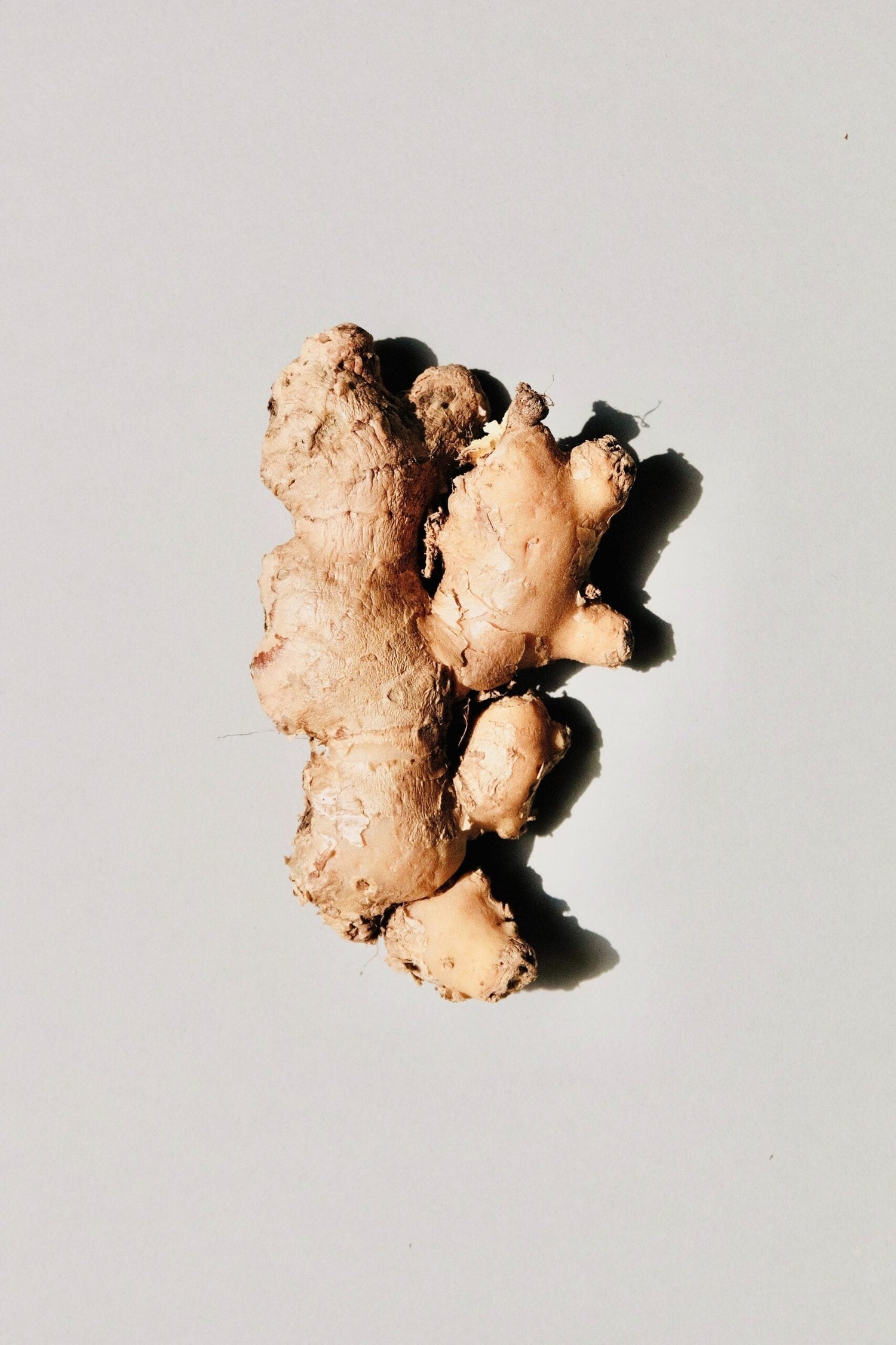 Overhead view of ginger root showcasing knobby beige skin and fibrous texture on a pale gray background