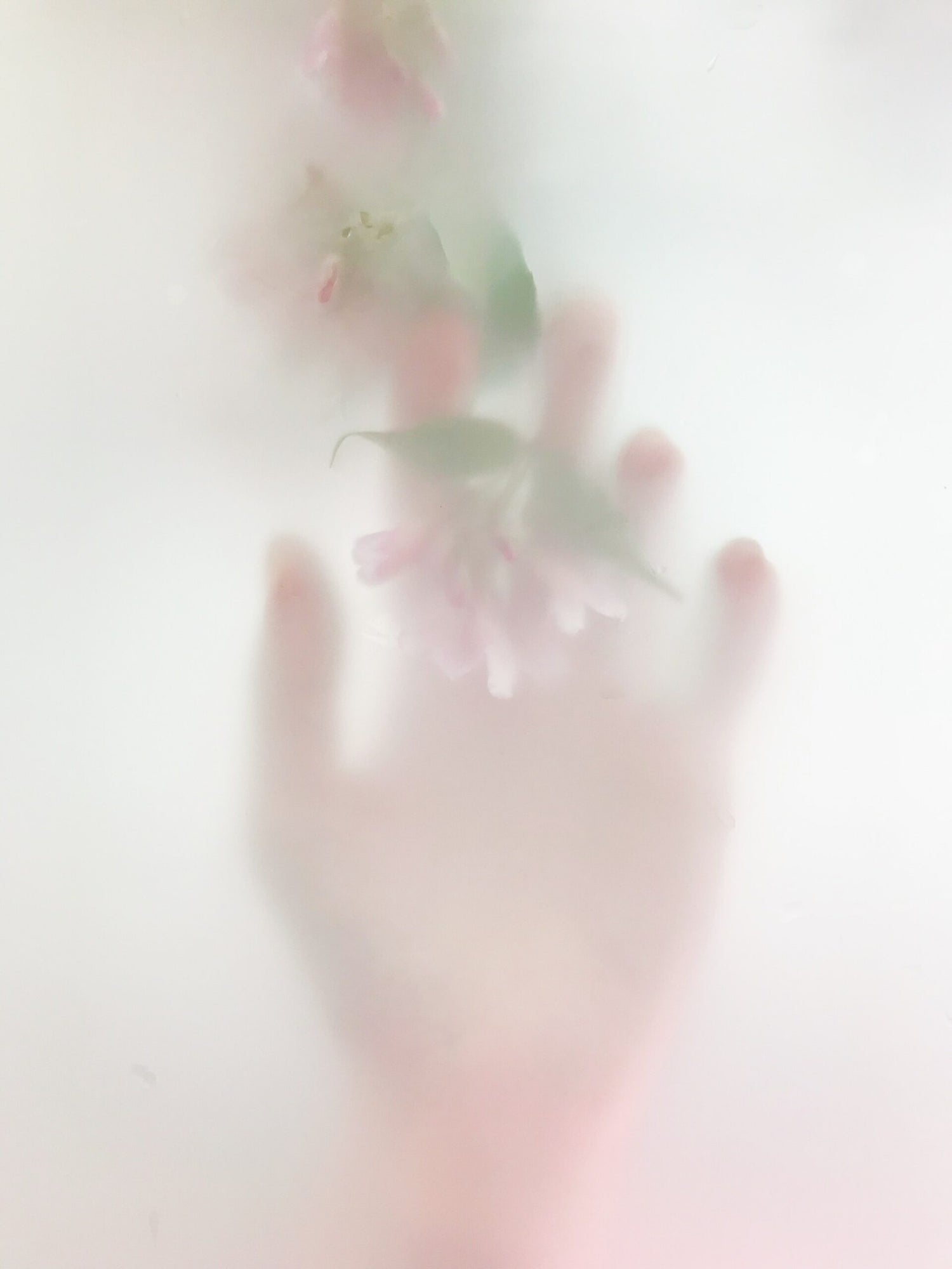 Blurred hand reaching toward soft pink flowers behind frosted glass