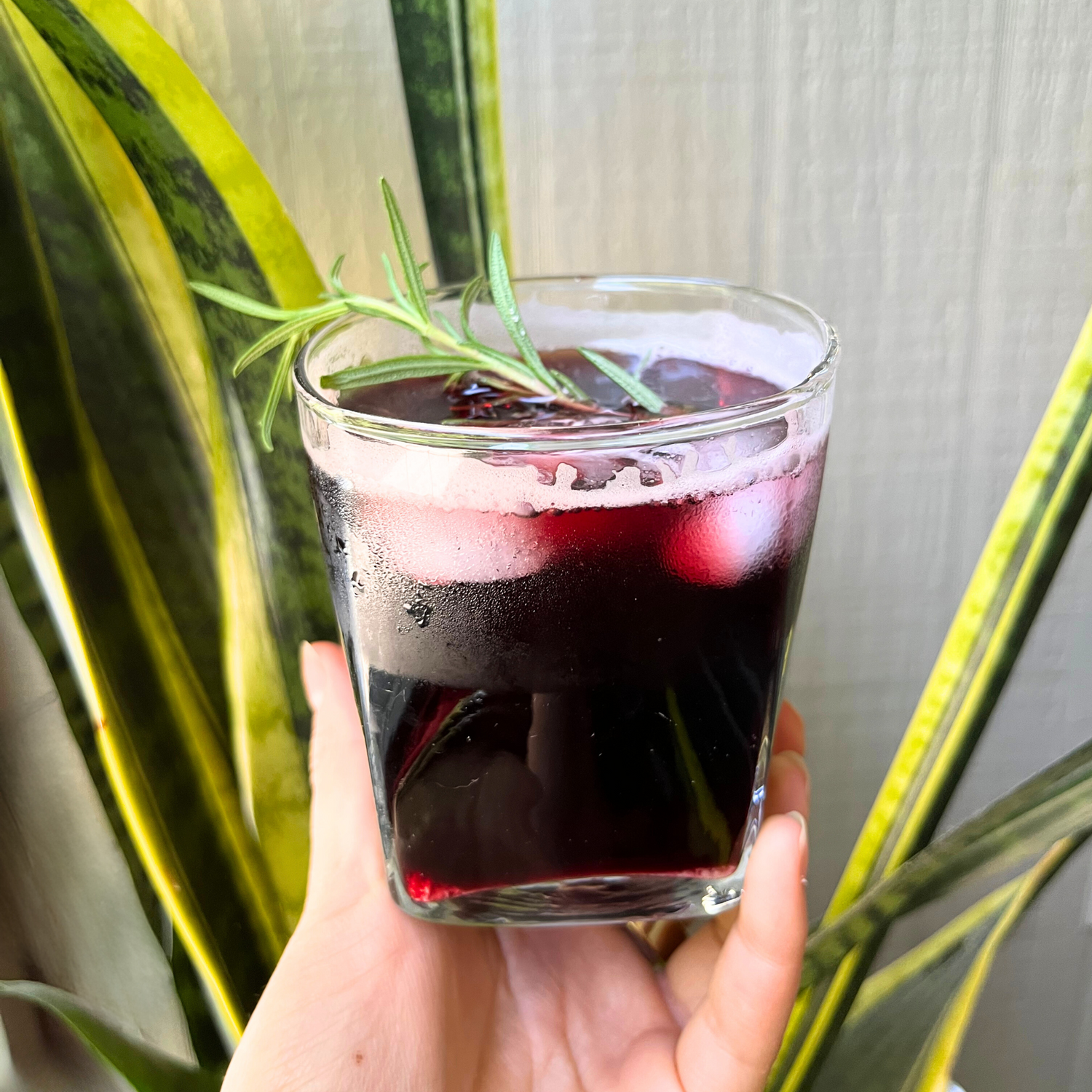 Hand holding a short glass of deep purple herby mocktail garnished with a rosemary sprig, with snake plant leaves in the background