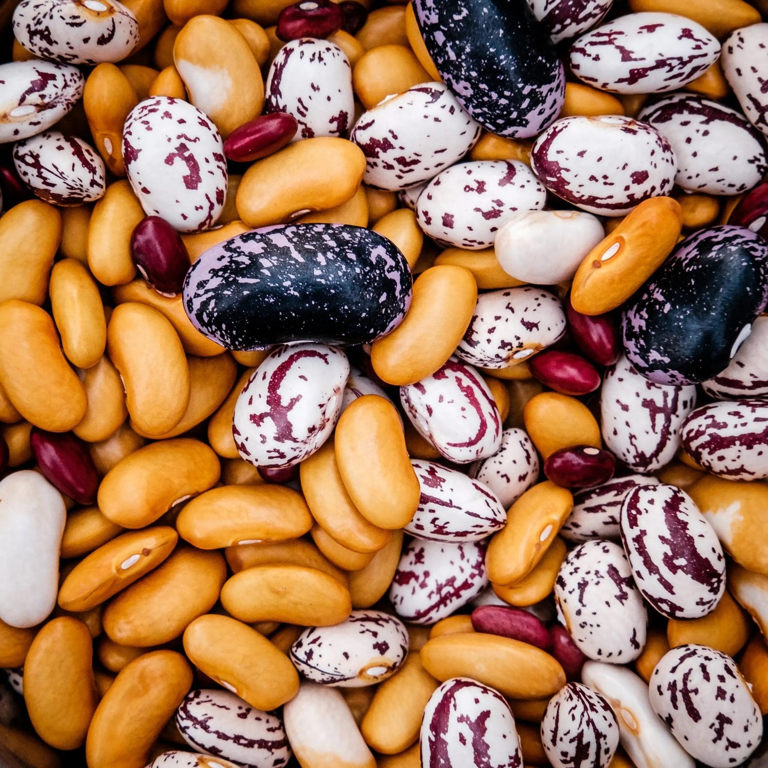 Close-up of mixed dried beans showing gold, white, maroon, and speckled purple-black varieties