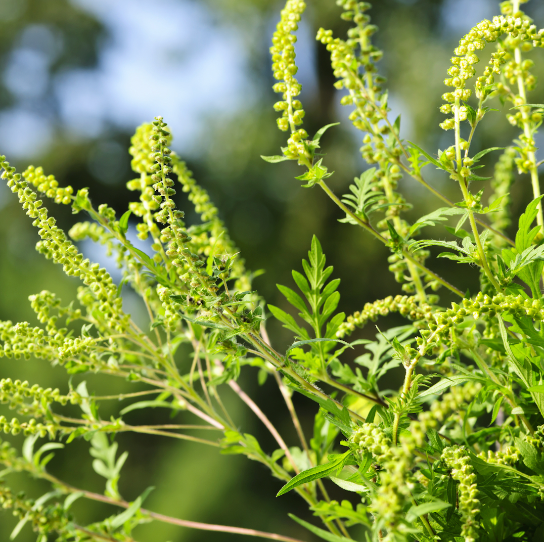 Close-up of pollen-bearing weed stems in sunlight with blurred green foliage background