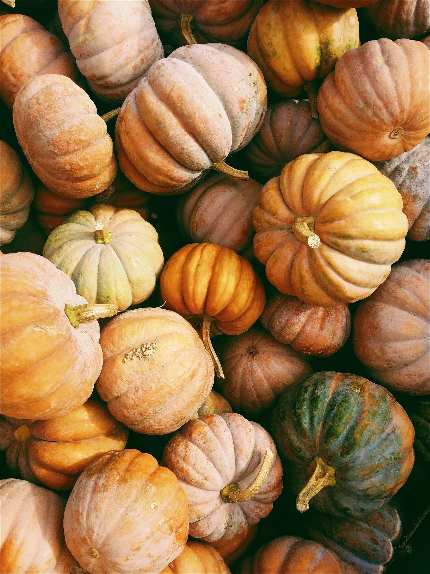 Close-up of a pile of small heirloom pumpkins in warm orange and green tones, autumn harvest mood
