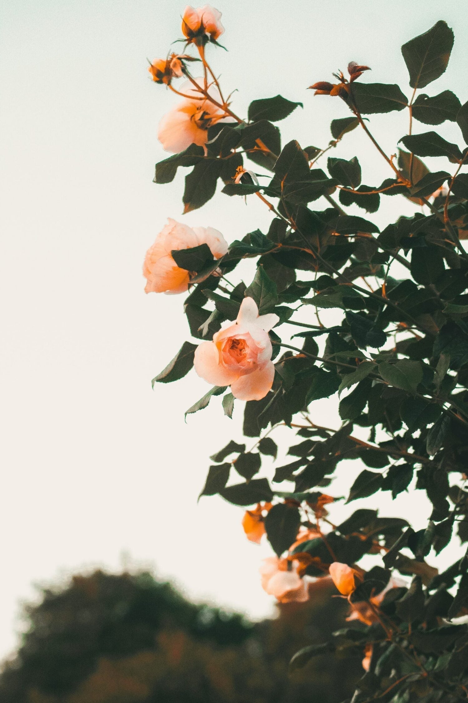 Close-up of peach roses on a leafy branch against a pale sky