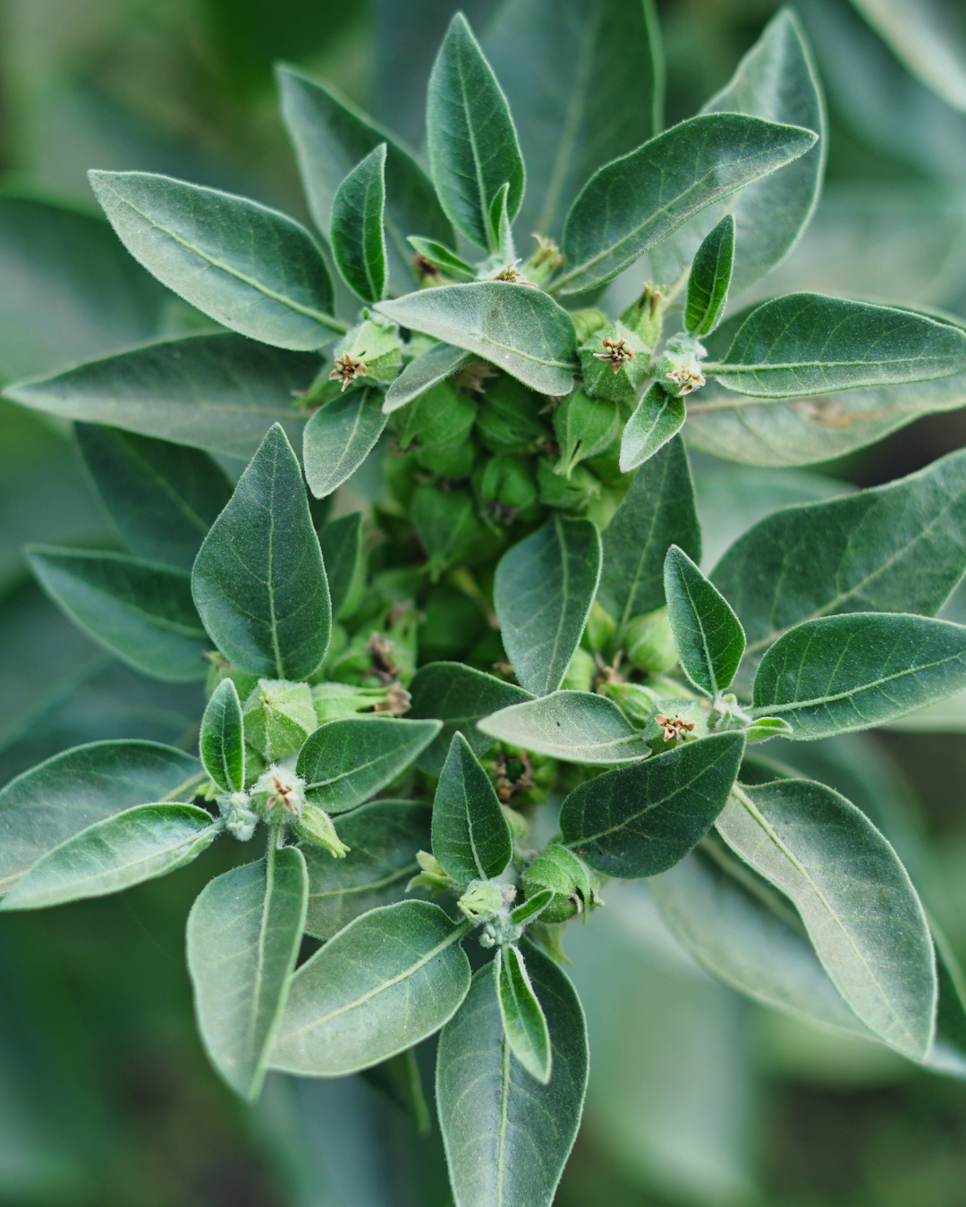 Ashwagandha plant close-up showing fuzzy green leaves and small seed pods against a blurred green background