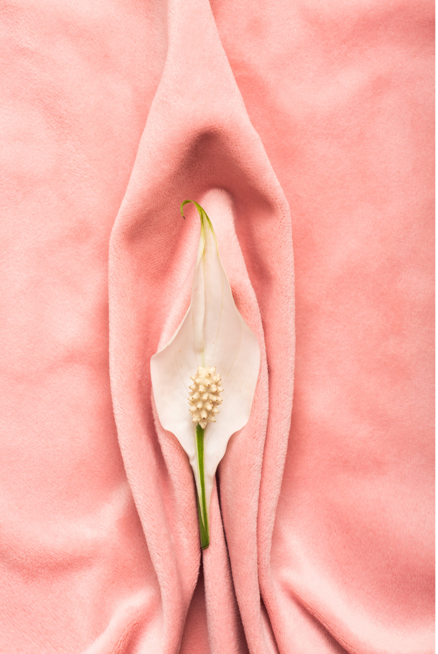 White flower arranged between folds of pink fabric to represent vaginal flora