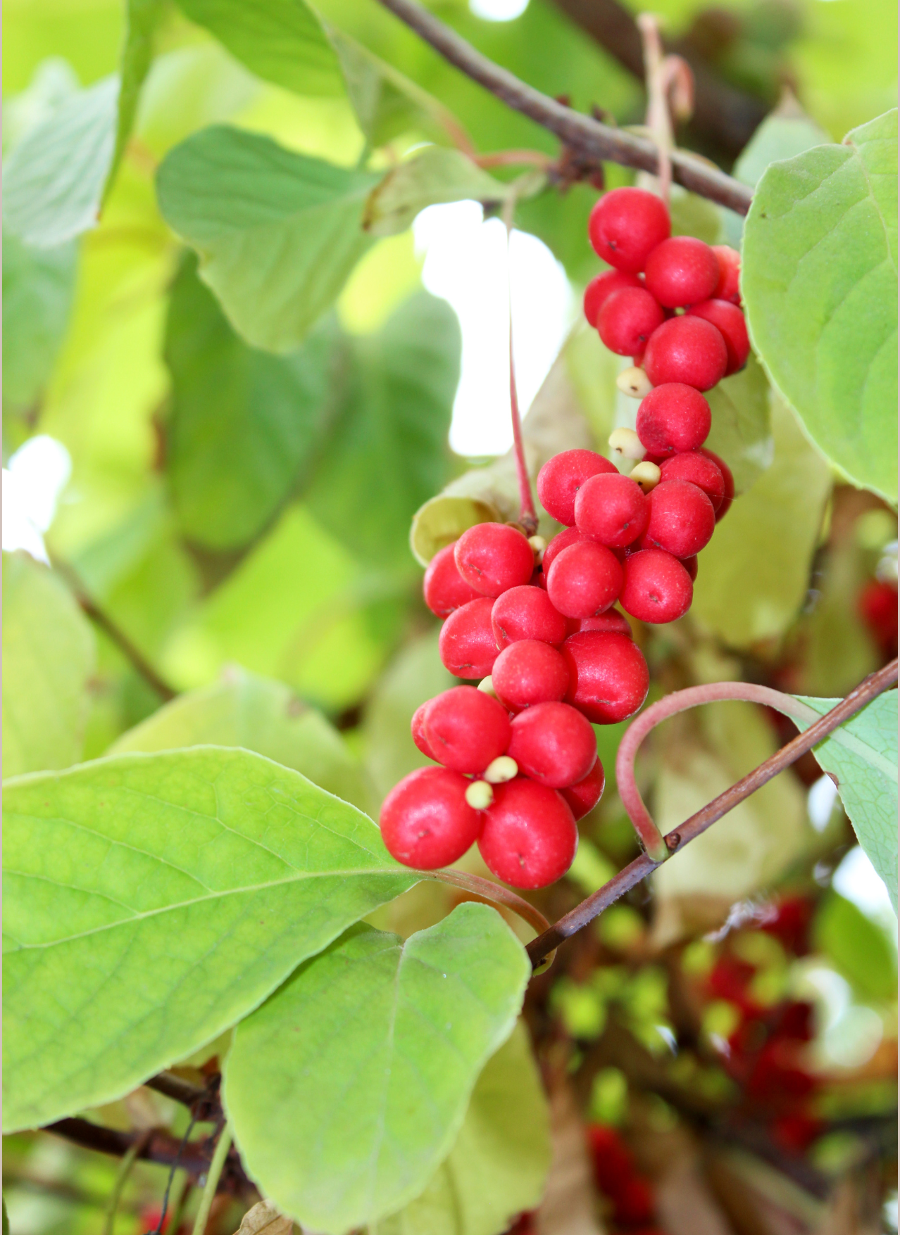 Cluster of bright red berries on a vine among green leaves with soft-focus foliage background