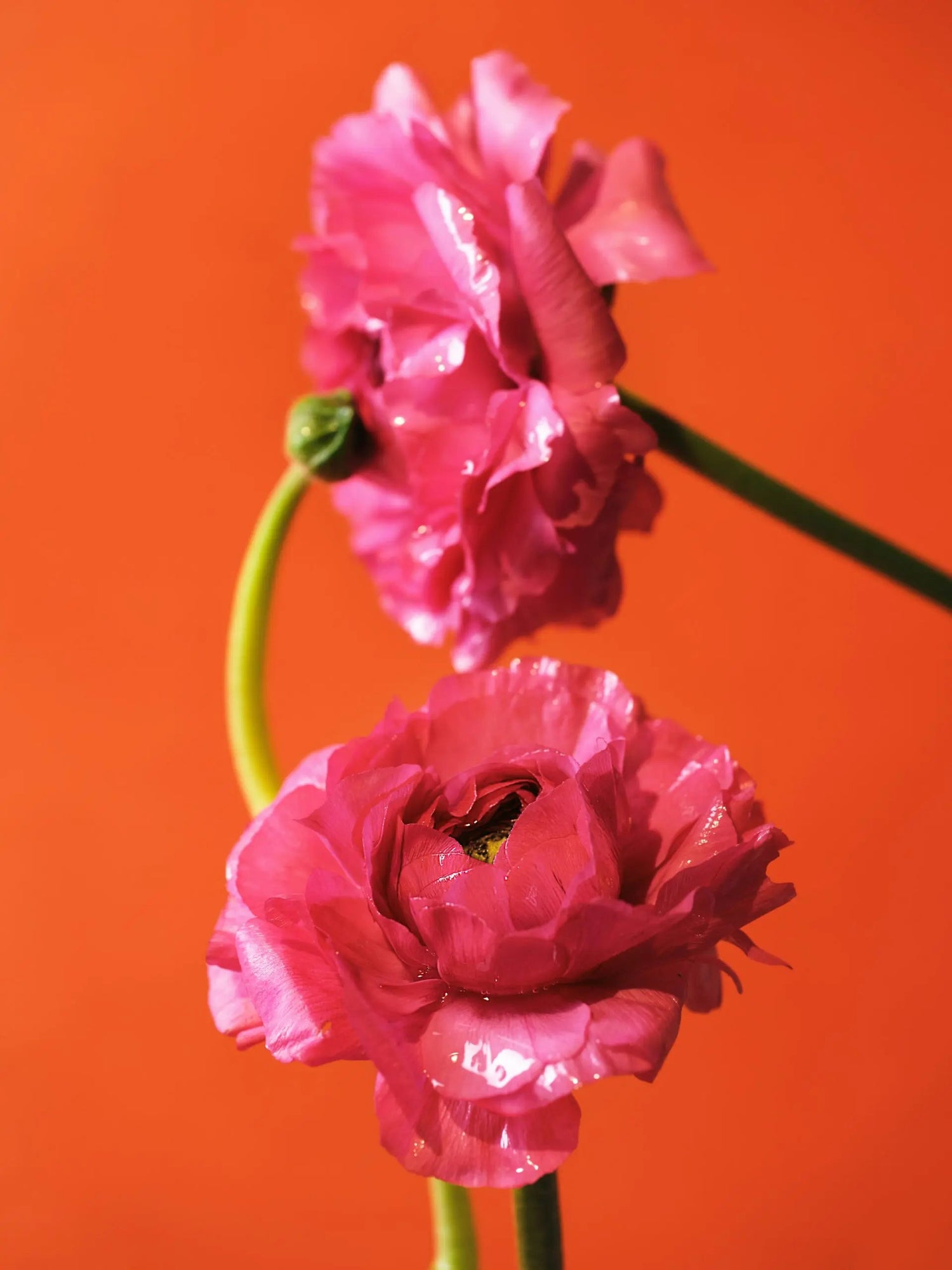 Close-up of two pink ranunculus flowers with water droplets against an orange background