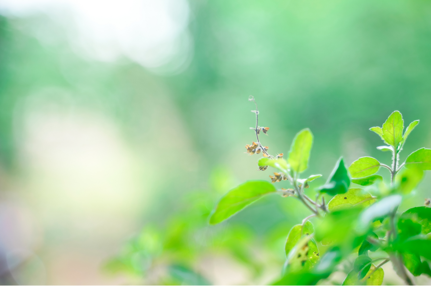 Close-up of an adaptogenic herb sprig with bright green leaves against a soft-focus garden background