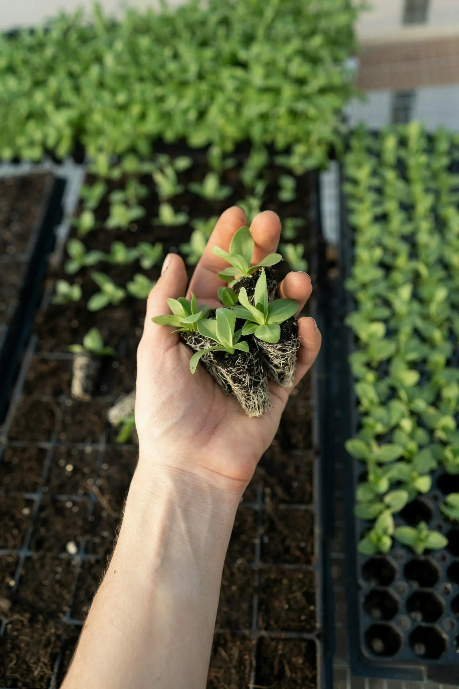 Hand holding several young seedlings with visible roots over seedling trays in a greenhouse