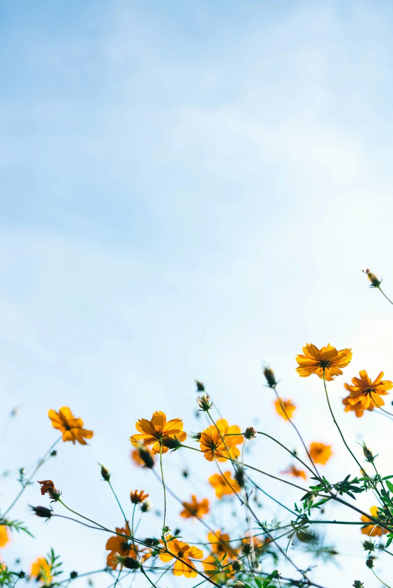 Yellow wildflowers swaying against a clear blue sky, low-angle view
