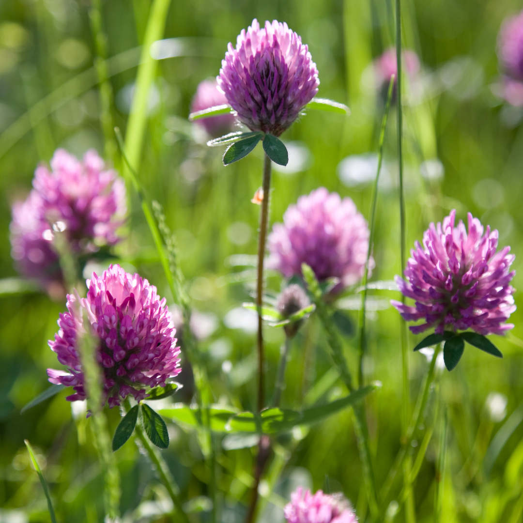 Close-up of purple clover flowers in a sunlit grassy meadow