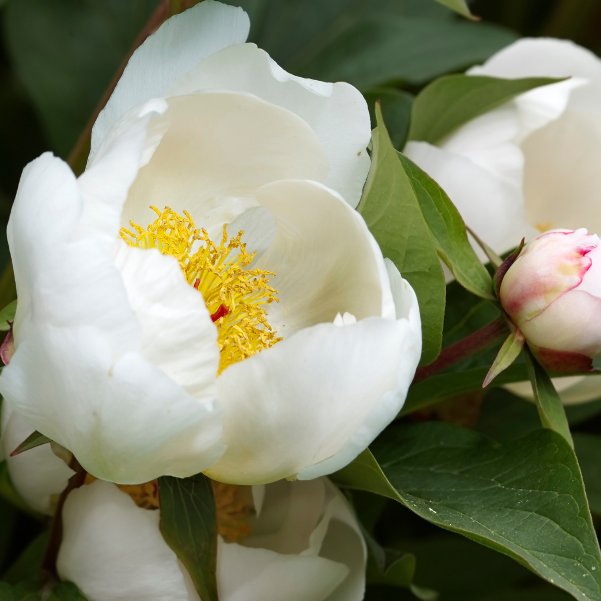 White flower with a yellow center and unopened bud among green leaves