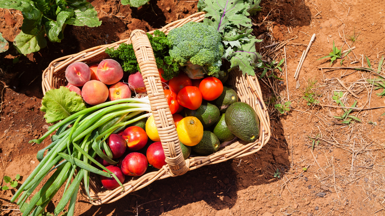 Basket of fresh fruits and vegetables on garden soil, showing peaches, plums, green onions, tomatoes, avocados and broccoli