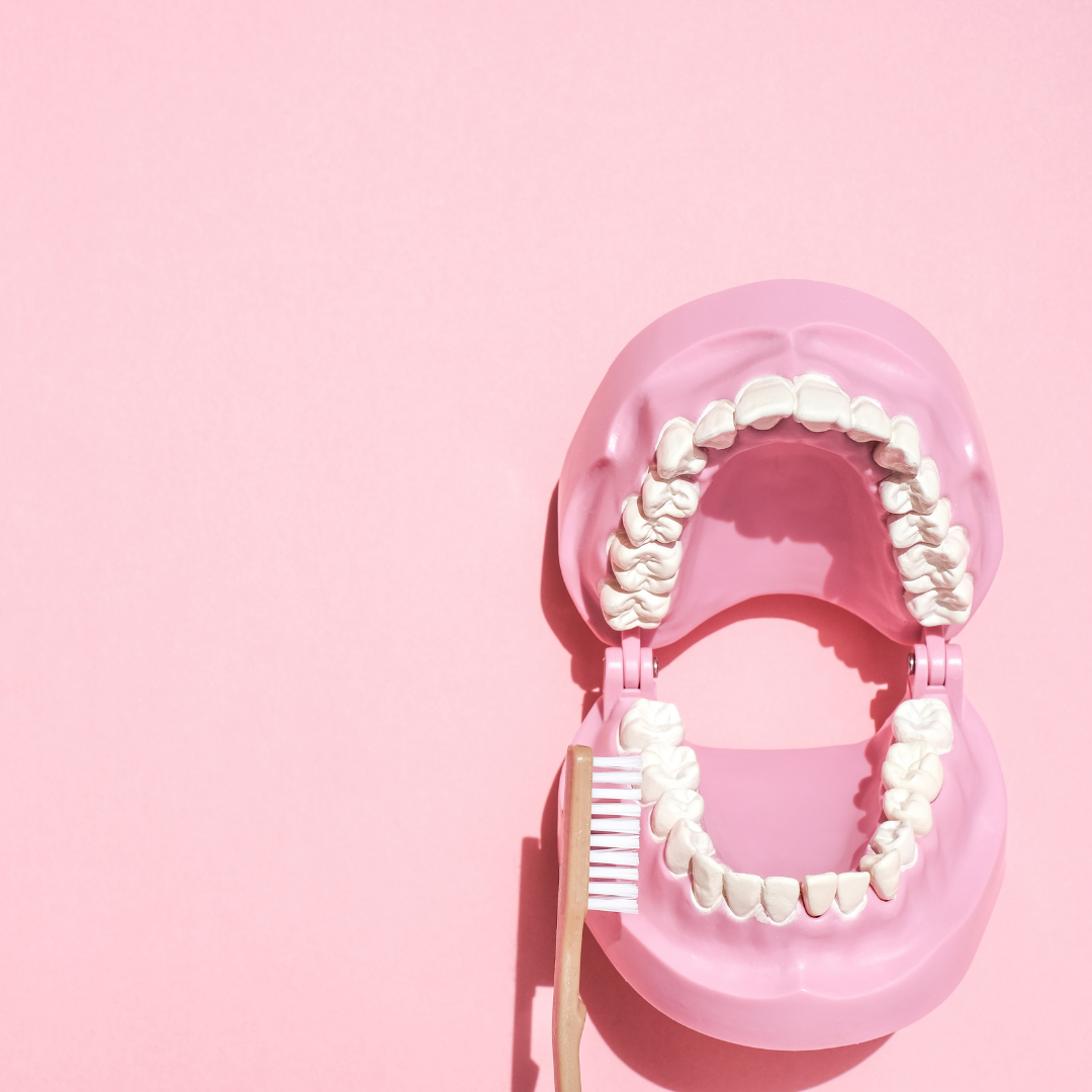 Open pink dental model with a toothbrush brushing the lower teeth on a pink background