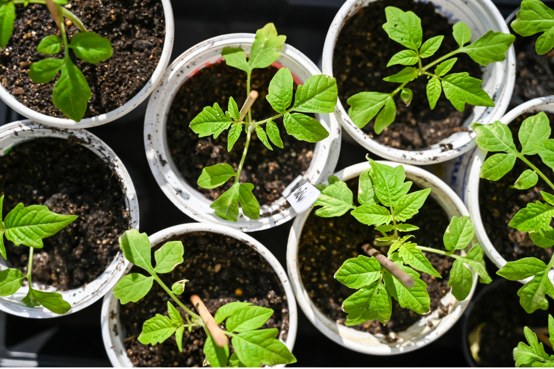 Tomato seedlings growing in small white nursery pots on a black tray