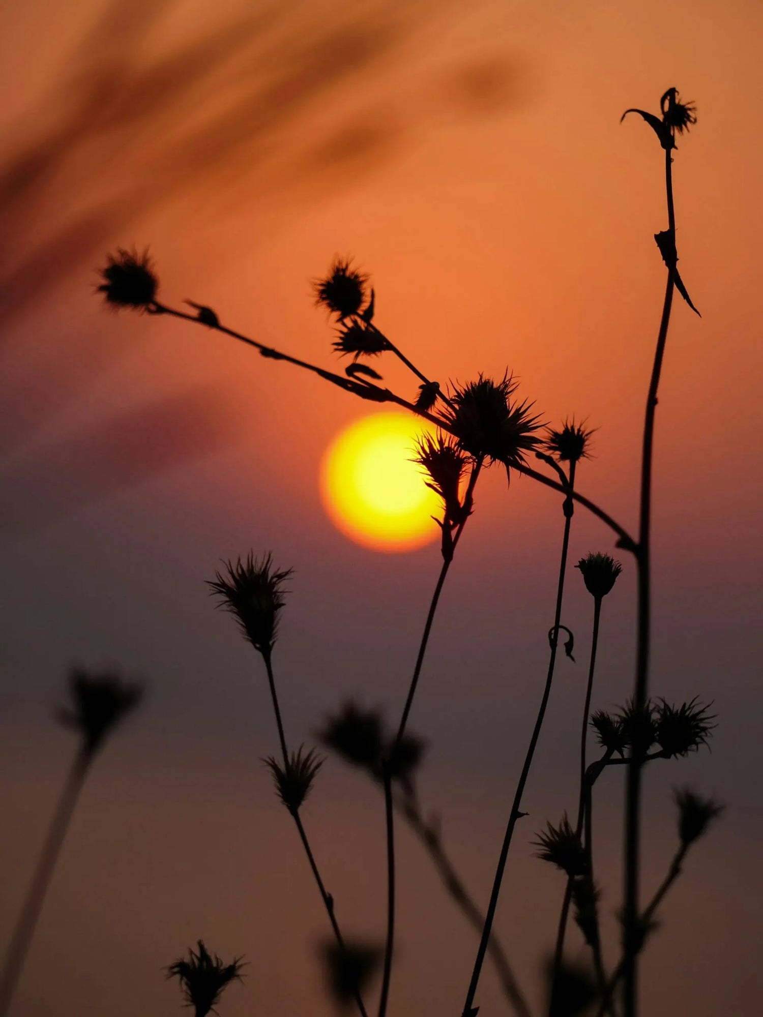 Silhouetted wildflowers and seedheads framing a low sun at sunset