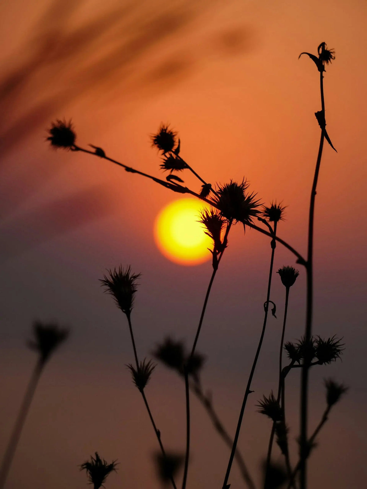 Silhouetted wildflowers and seedheads framing a low sun at sunset