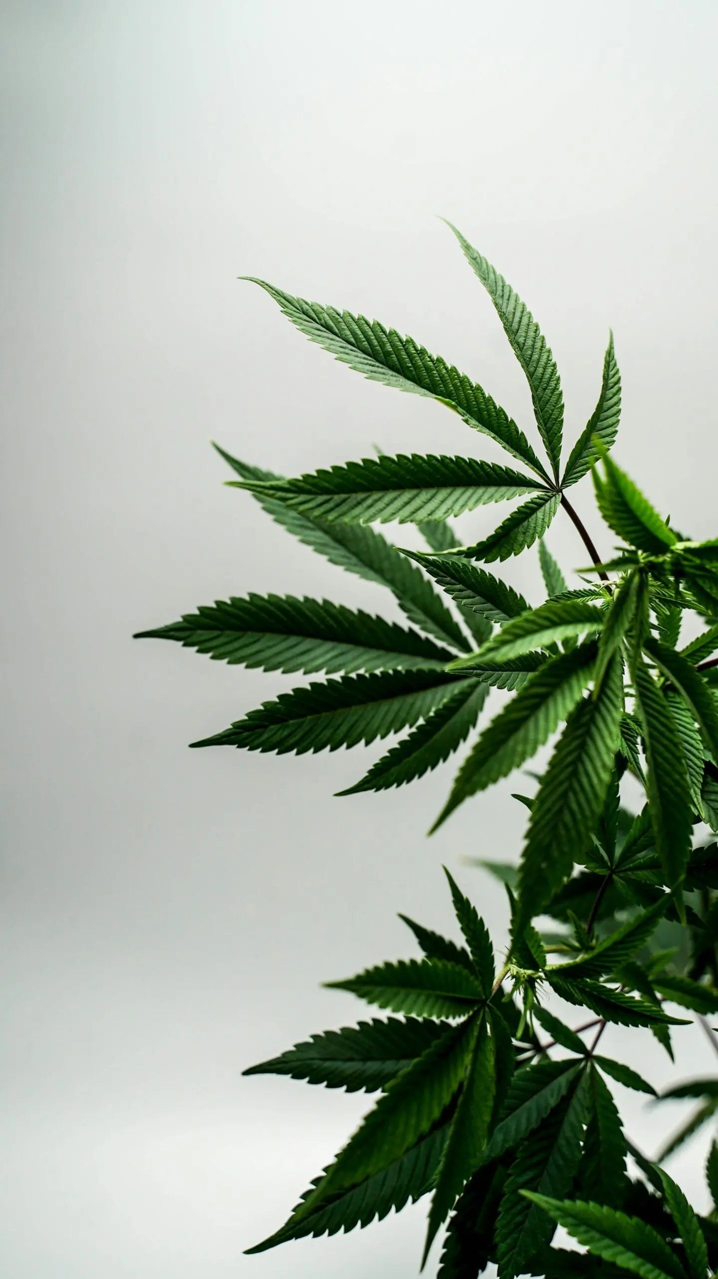 Close-up of cannabis leaves against a soft gray background