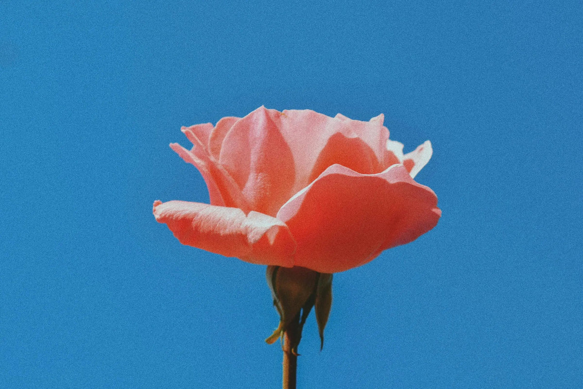 Pink rose against a blue background