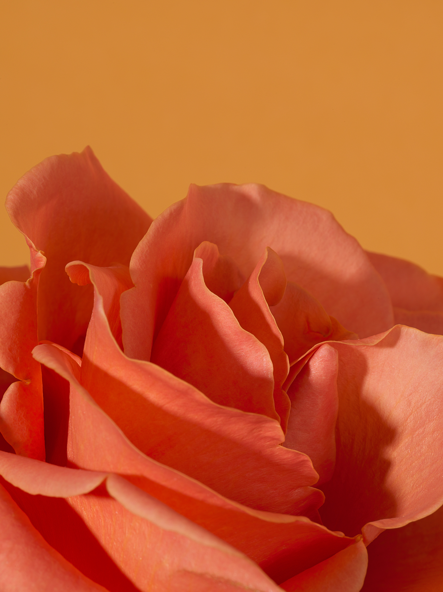 Close-up of coral rose petals against a warm yellow background