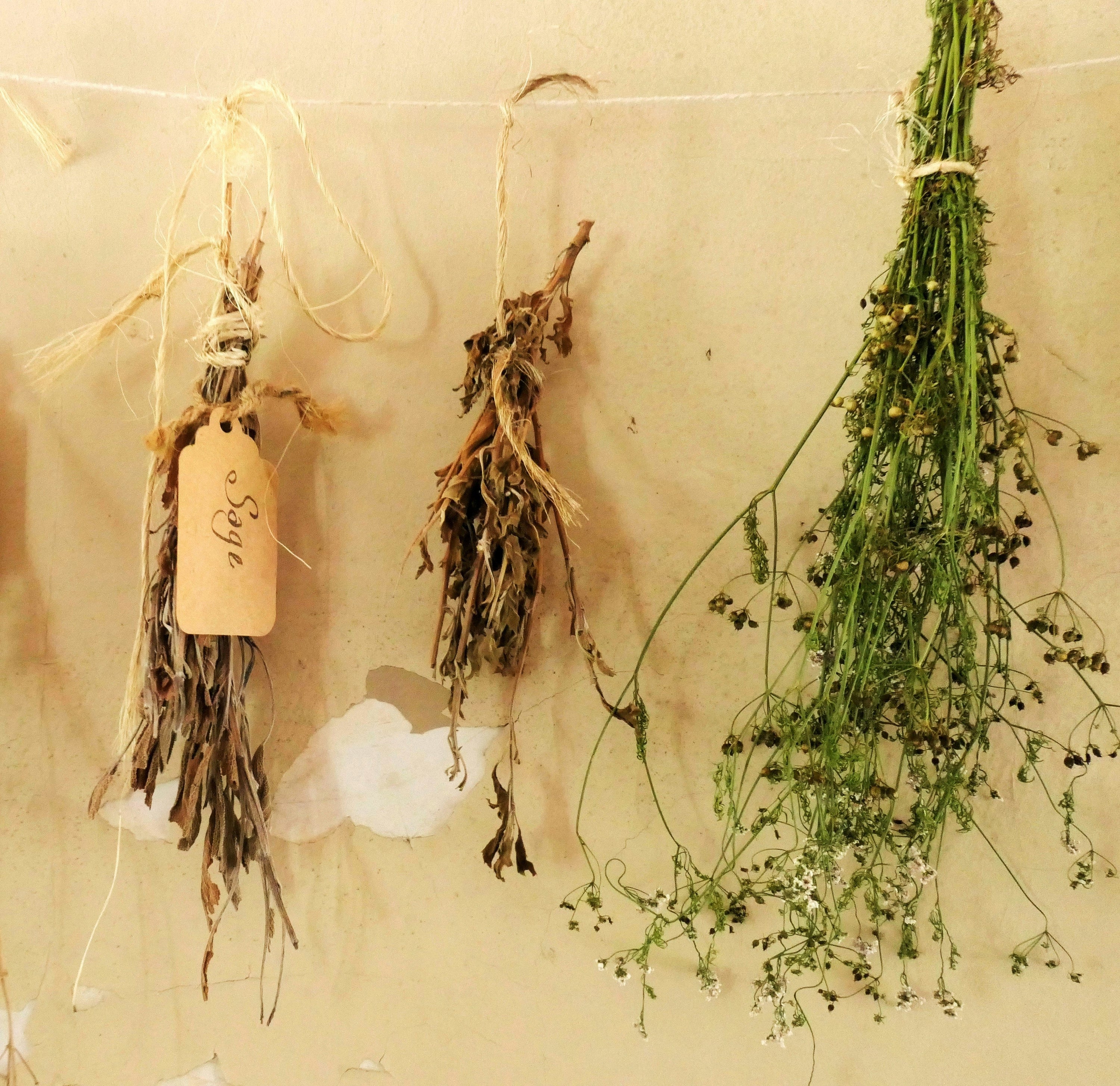 Three bundles of herbs drying on twine, left bundle tagged Sage, hanging against a worn plaster wall