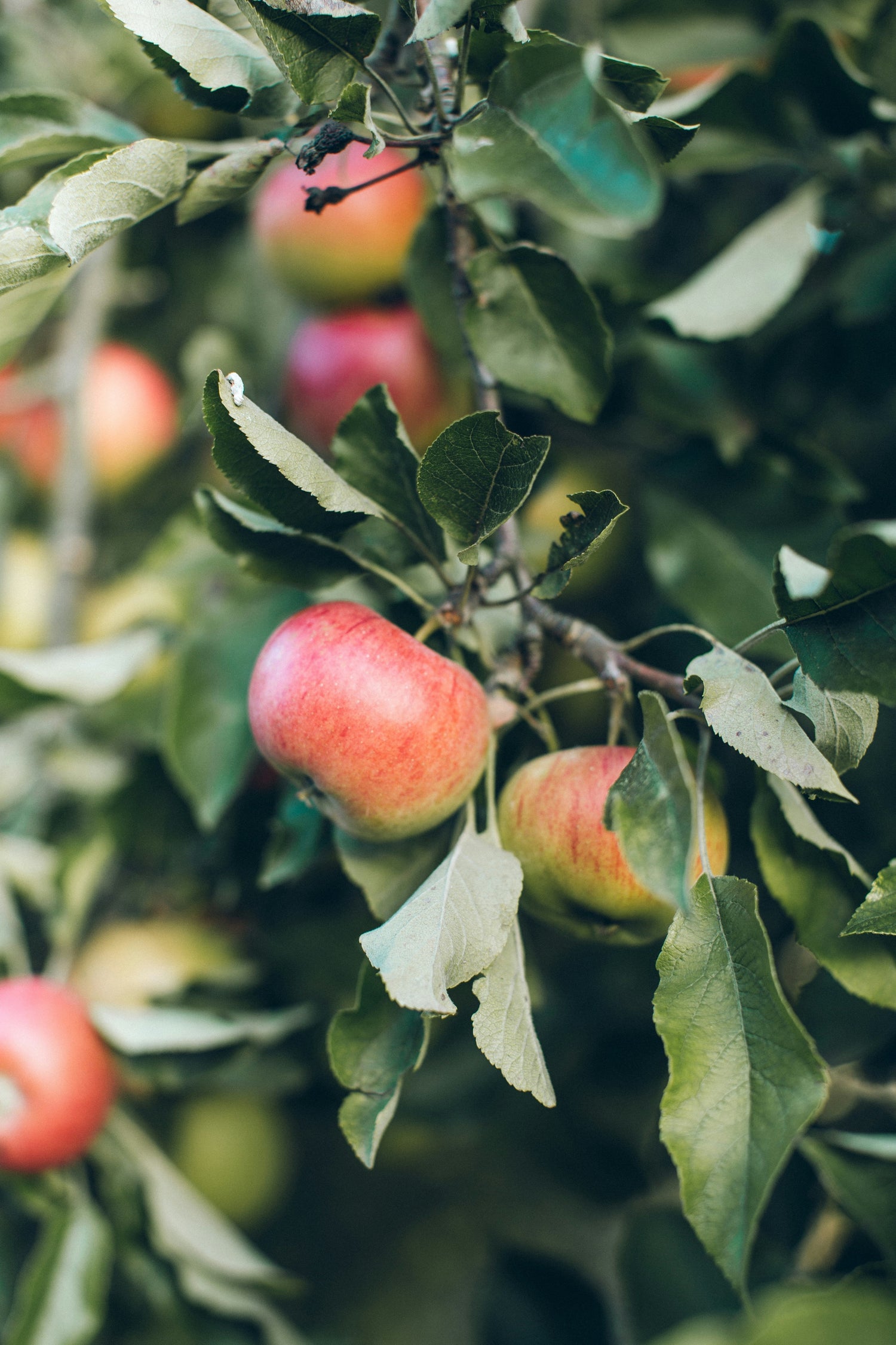 Ripe red apples hanging from a leafy orchard branch