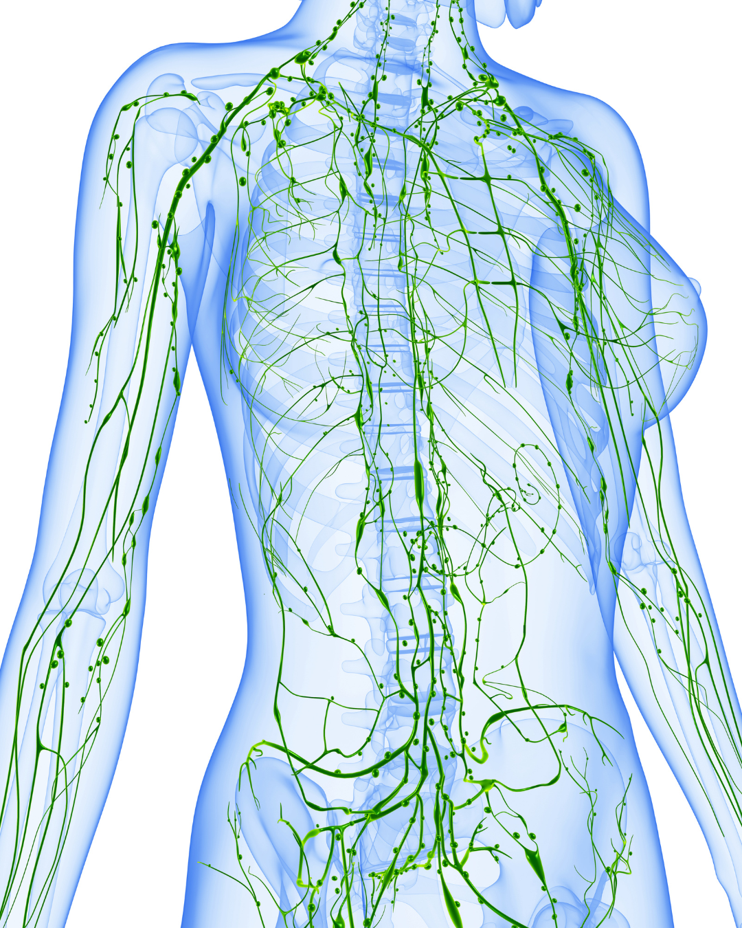 Medical illustration of the human lymphatic system in green over a translucent female torso showing major lymph vessels and nodes