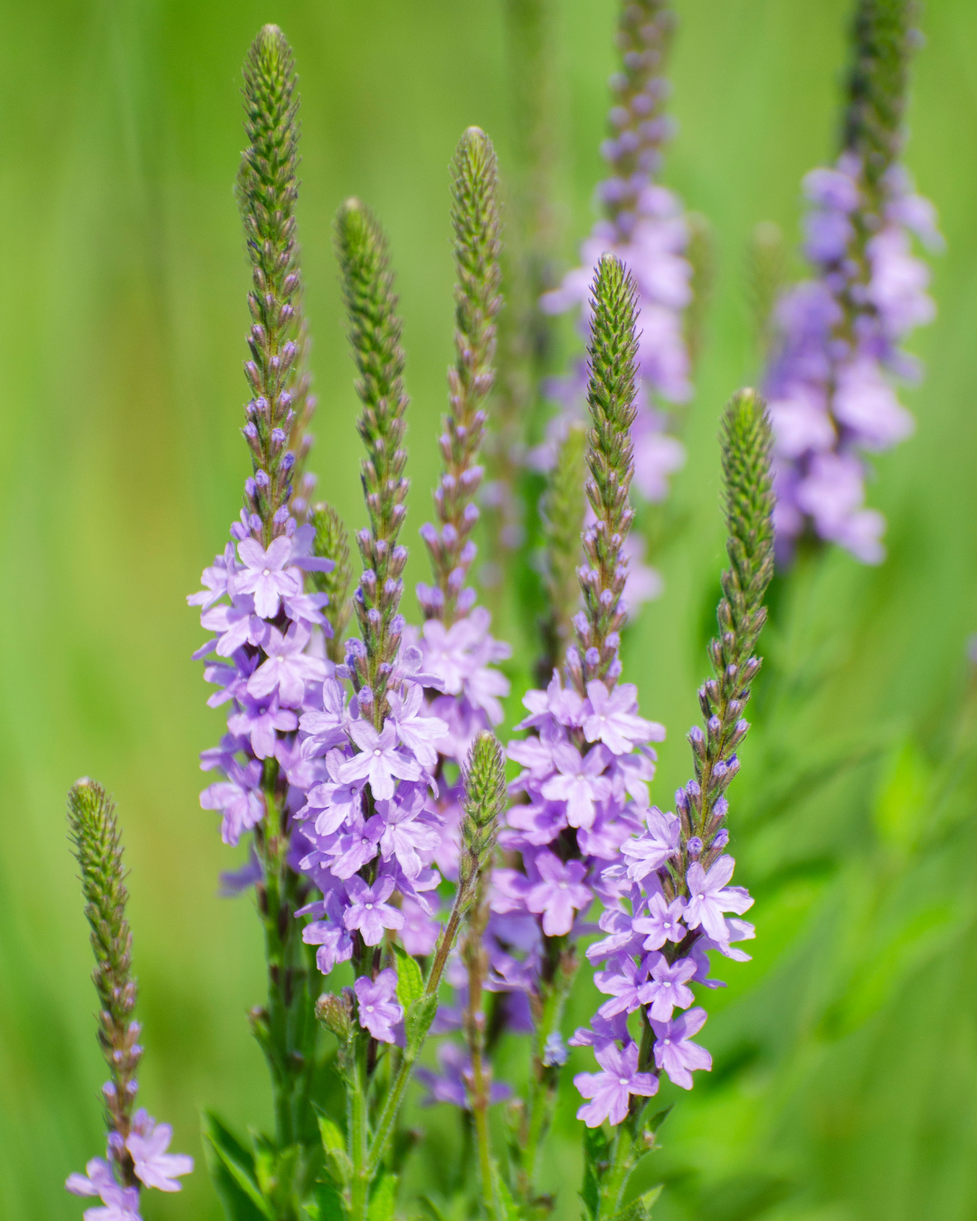 Close-up of purple herb flower spikes blooming against a soft green meadow background