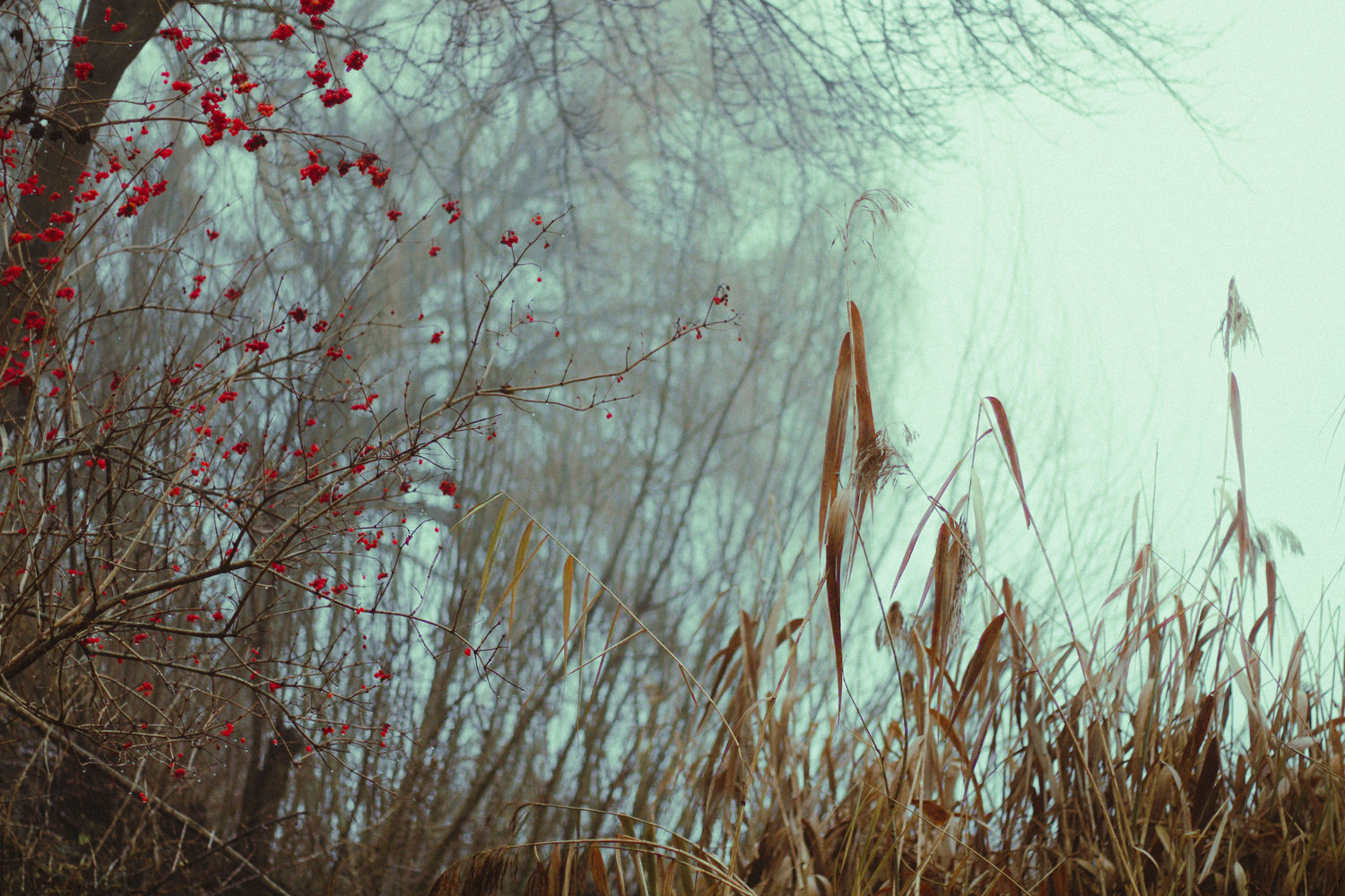 Red-berried shrub and tall dry reeds in a misty winter woodland
