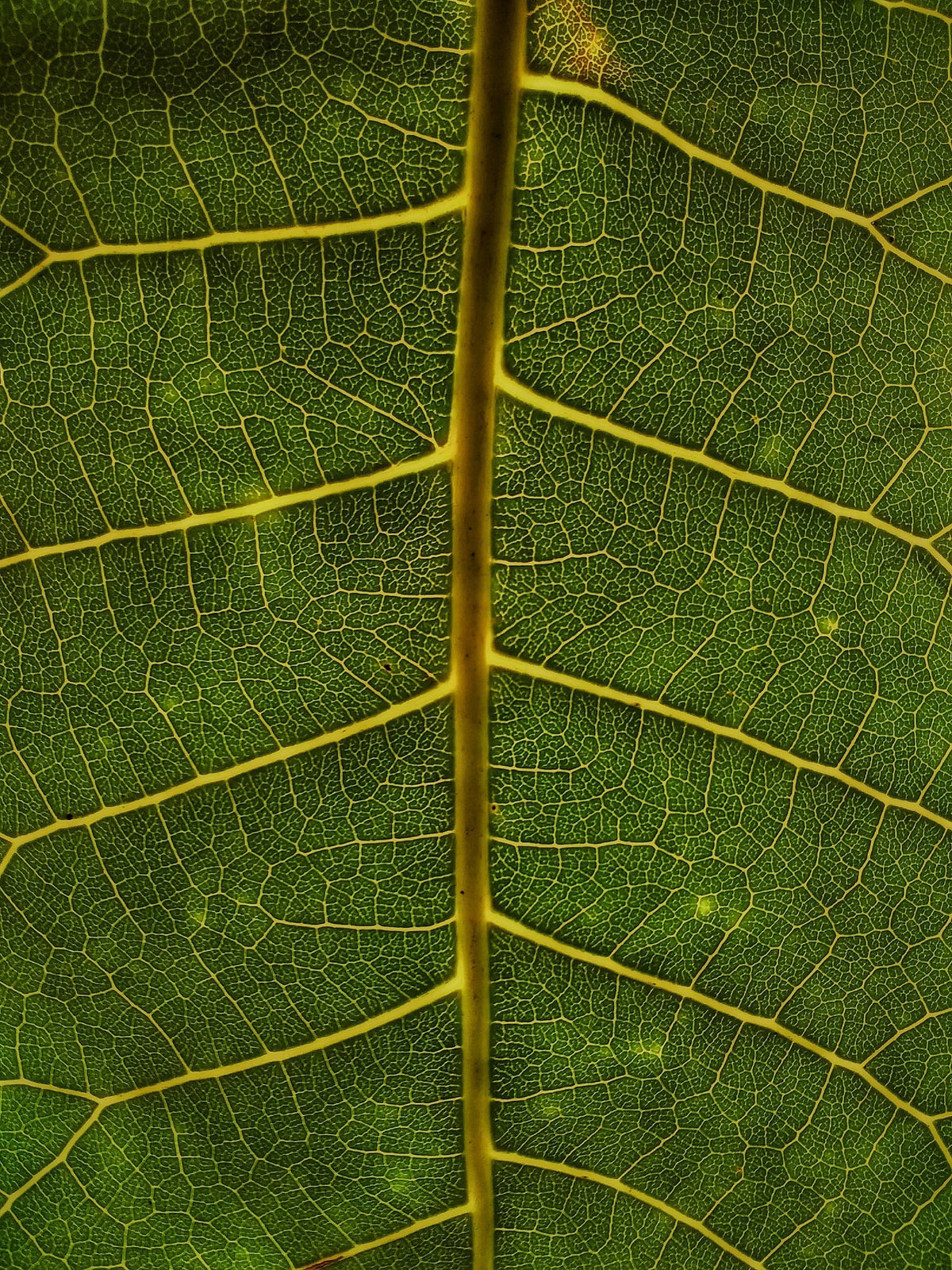 Close-up of a green leaf showing intricate yellow veins