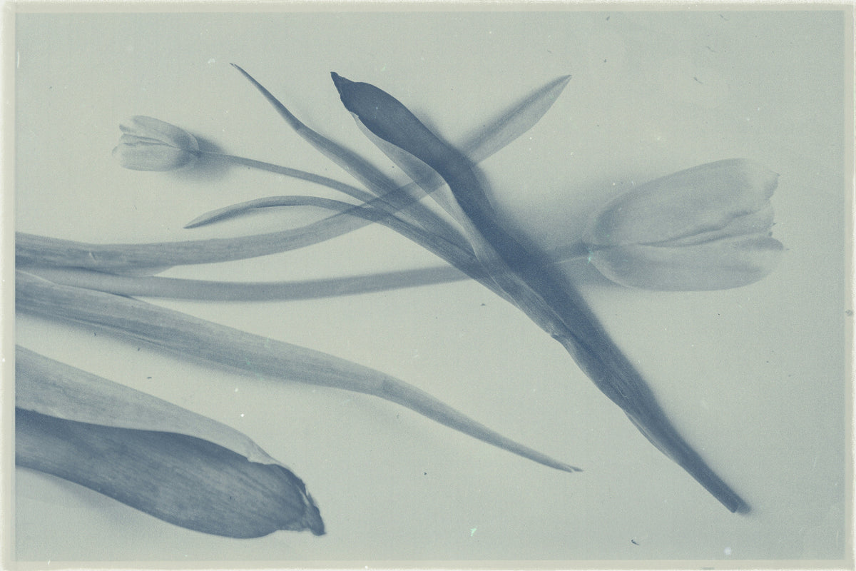 Blue-toned photograph of tulip flowers with overlapping stems and leaves