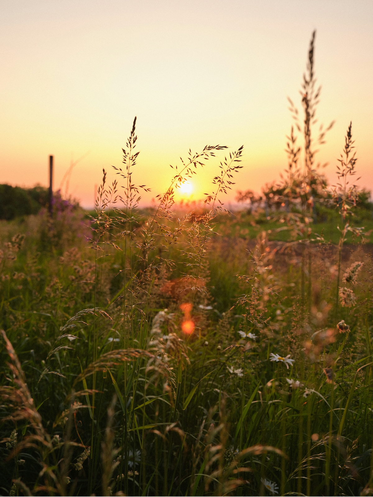 A meadow of tall grasses and wildflowers glows in the late-summer sunset