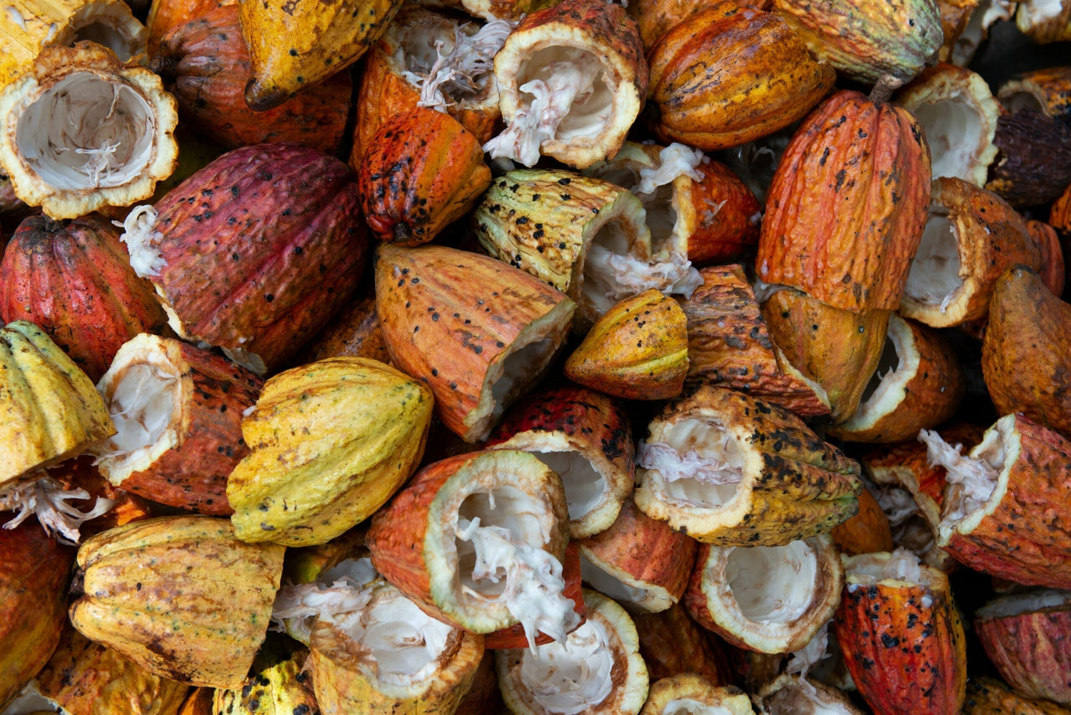 Meet the Herb: Cacao