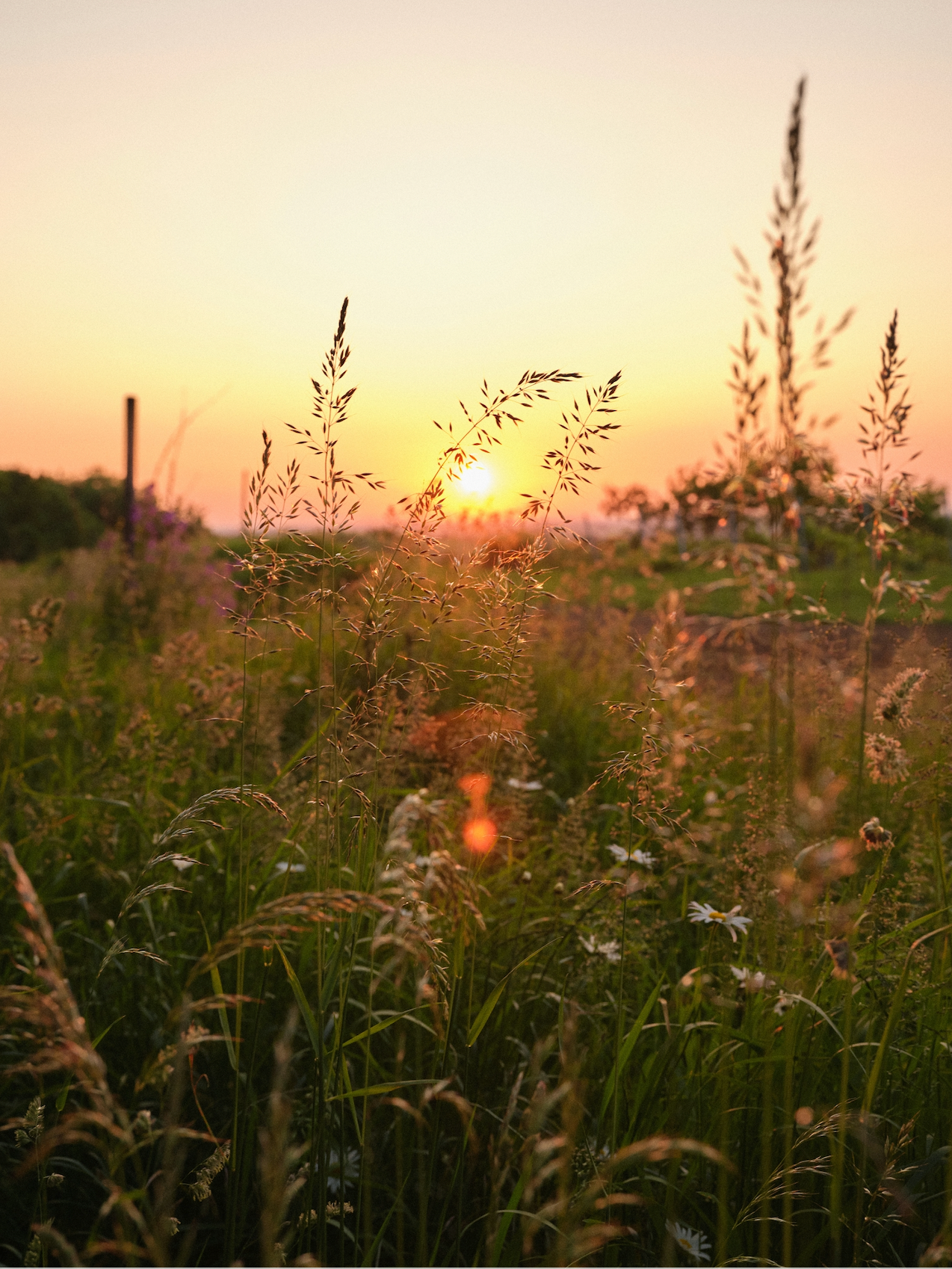 Late Summer Is the 5th Season: How to Nourish Your Body