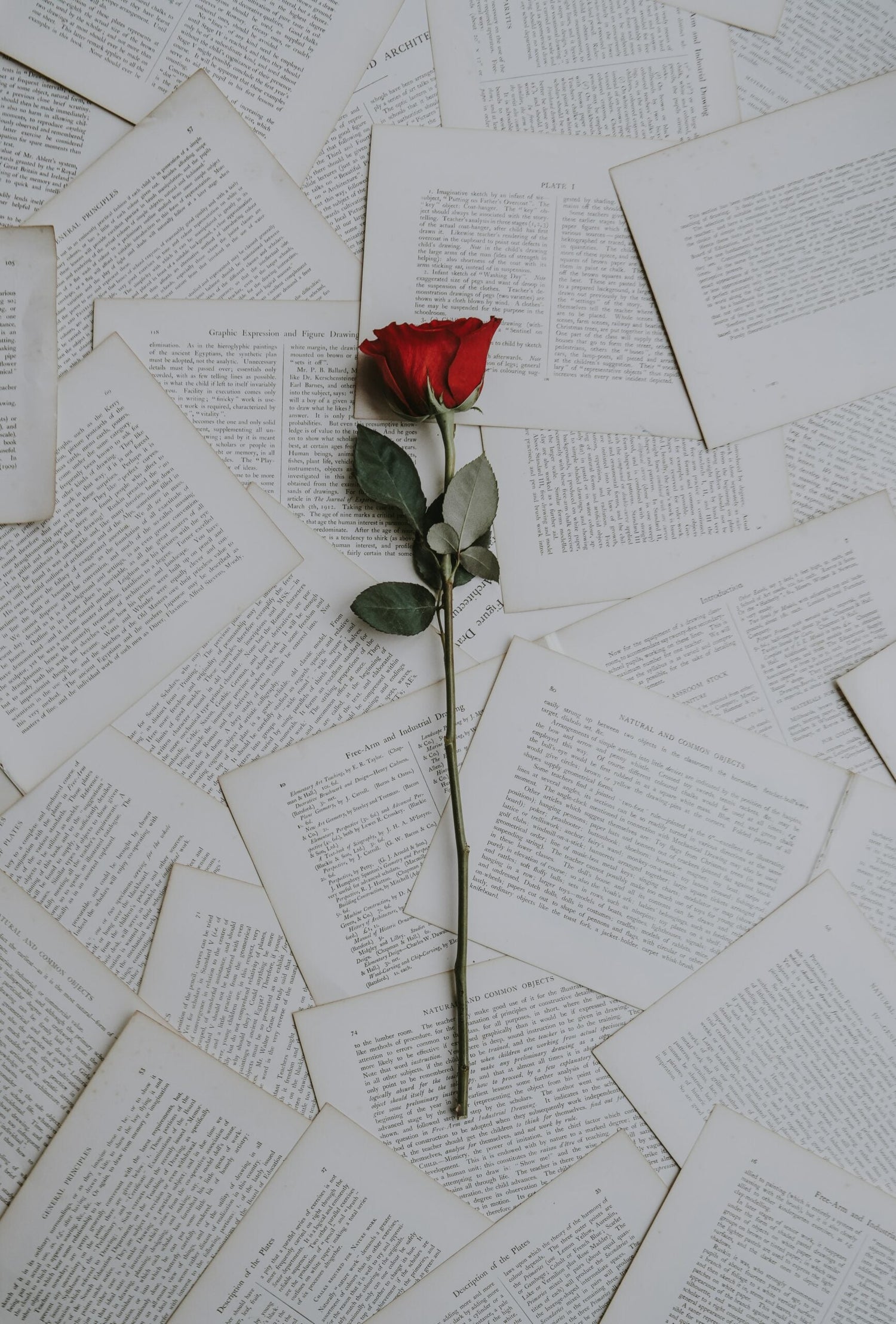 For the Budding Herbalist: Easy at Home Rose Recipes