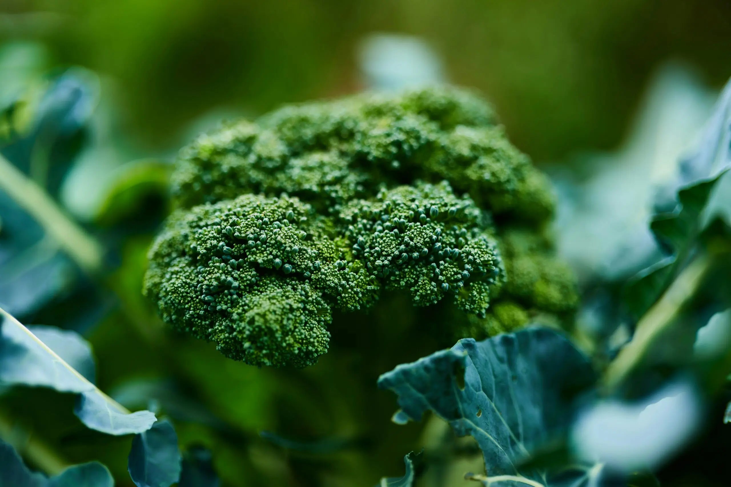 Food As Medicine for Hormone Support