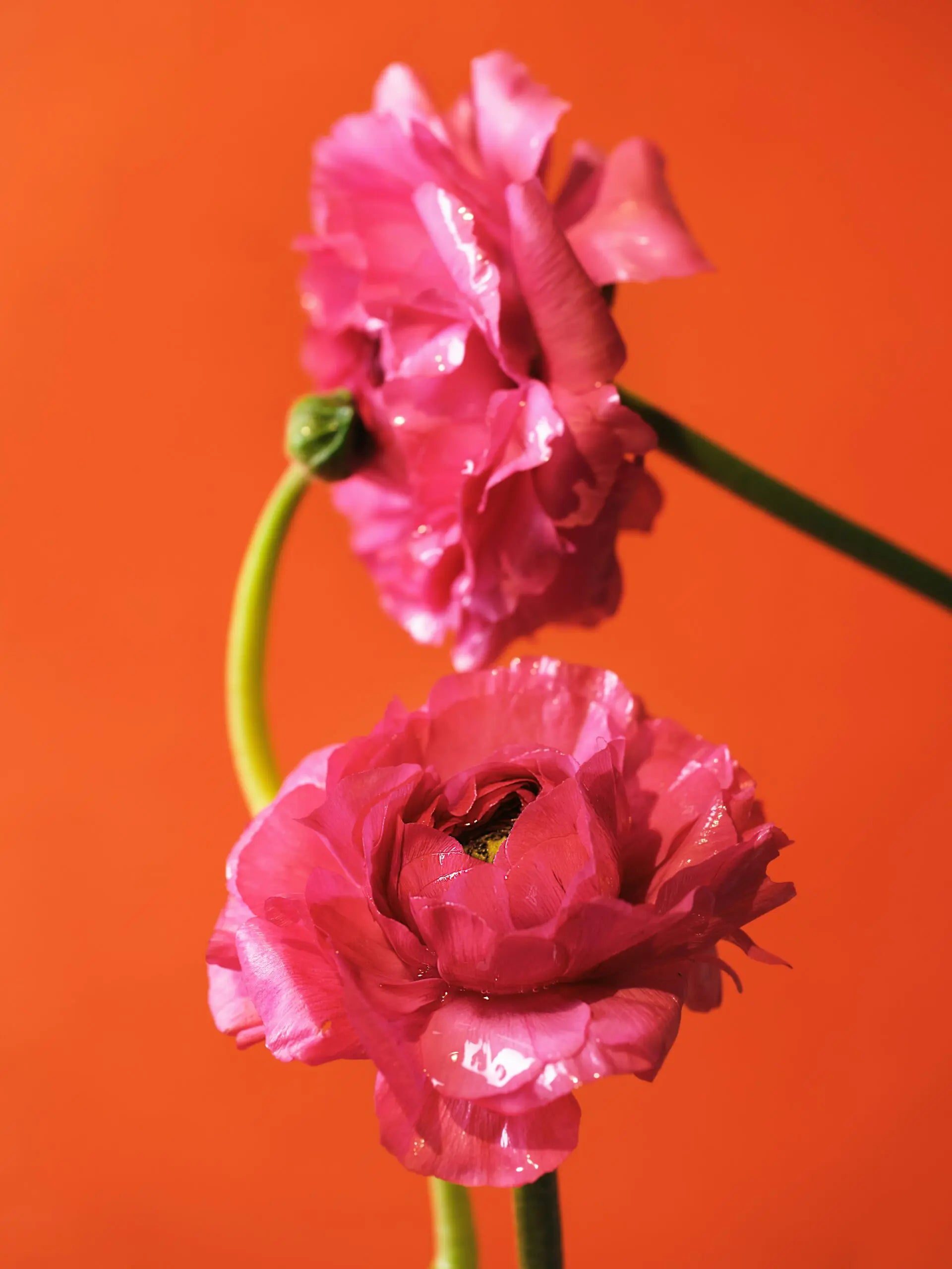 4 Types of PCOS + PCOS Tips