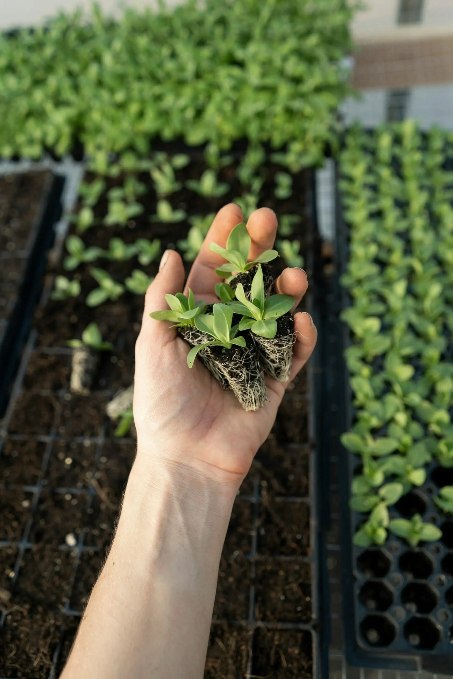 How To Improve Your Microbiome with Ancient Soil 