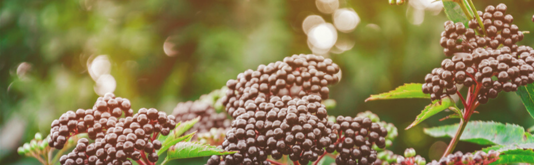 Syrups